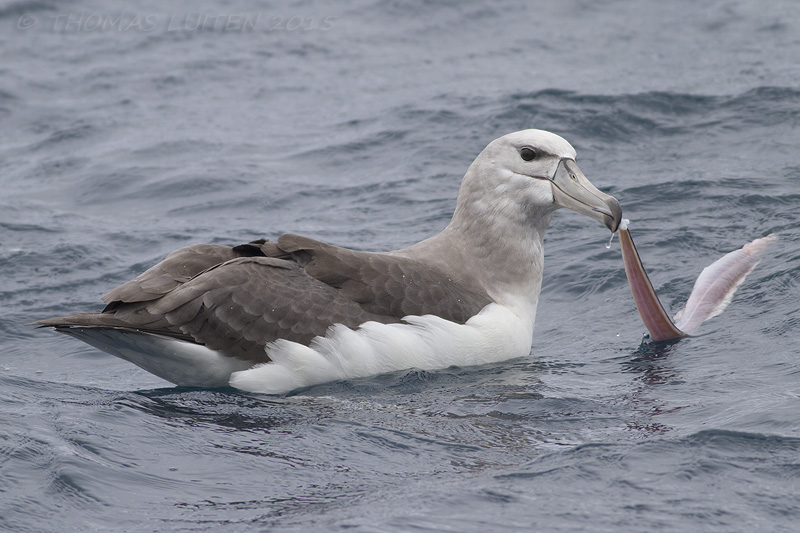 Witkapalbatros - Shy Albatross - Thalassarche cauta