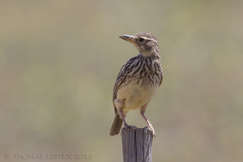 Grootsnavelleeuwerik - Large-billed Lark - Galerida magnirostris