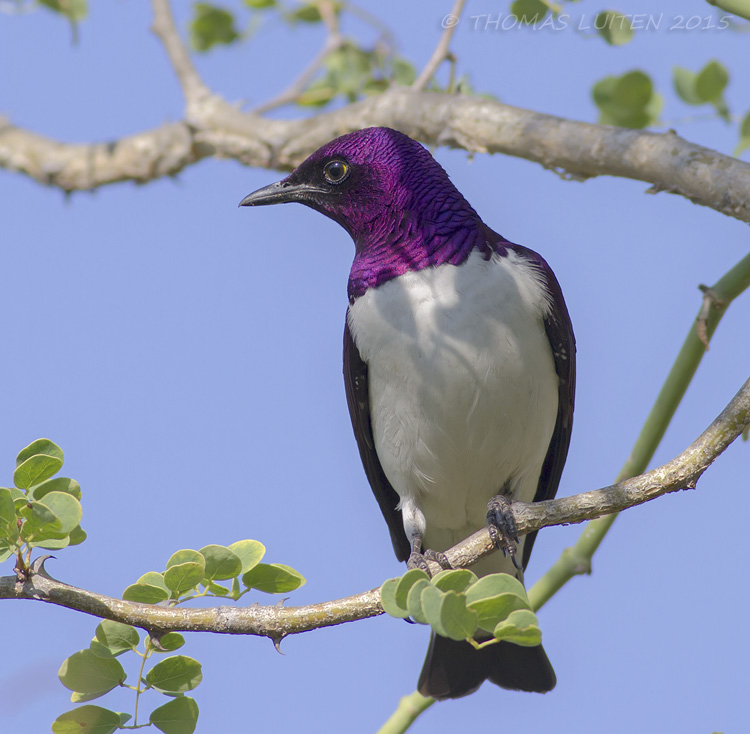 Amethistspreeuw - Violet-backed Starling - Cinnyricinclus leucogaster