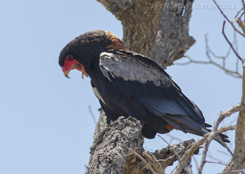 Bateleur - Bateleur - Terathopius ecaudatus