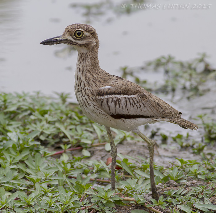 Watergriel - Water Thick-knee - Burhinus vermiculatus