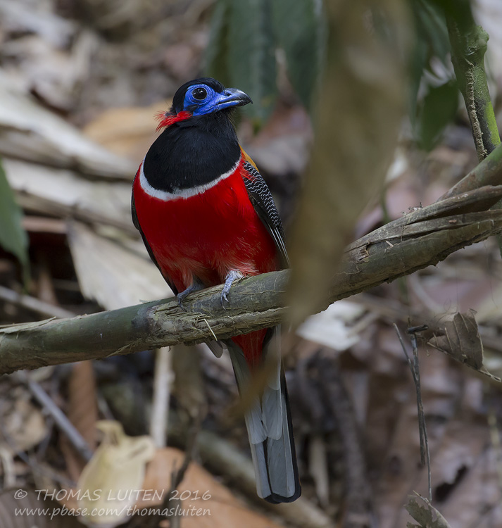 Red-naped Trogon - Roodnektrogon - Harpactes kasumba
