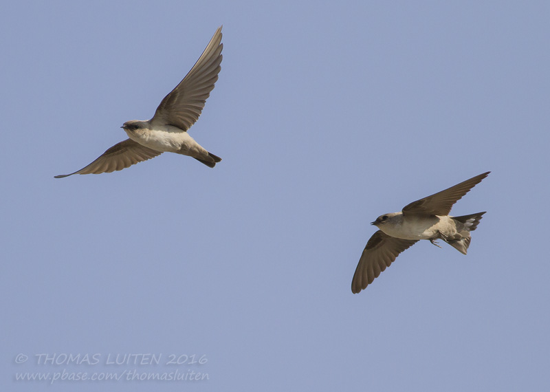 Pale Crag Martin - Vale Rotszwaluw - Ptyonoprogne obsoleta