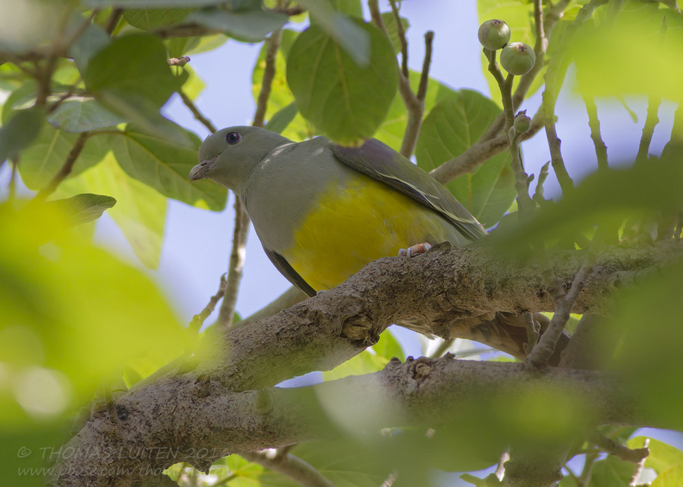 Bruces Green Pigeon - Waaliapapegaaiduif - Treron waalia