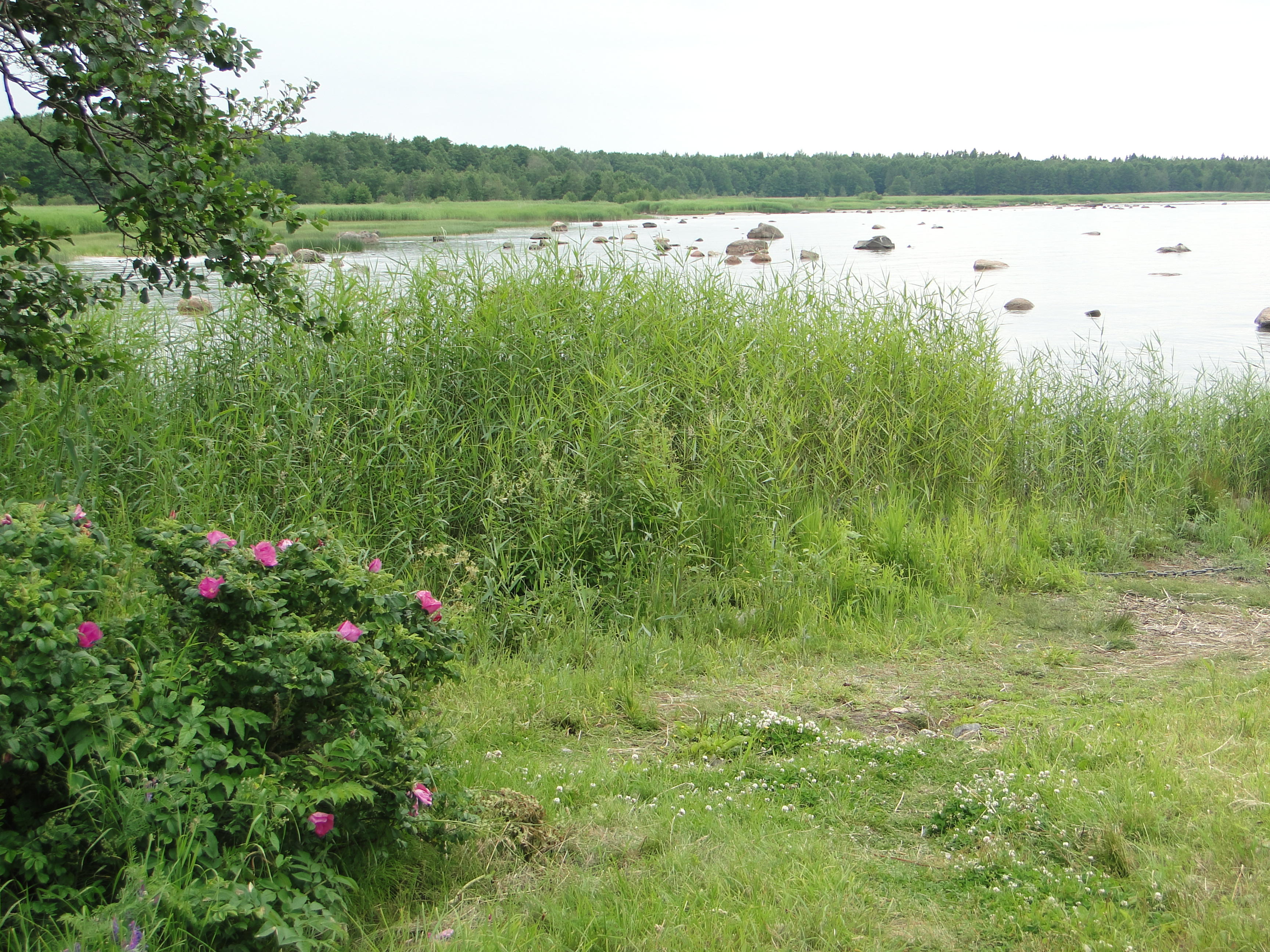 Baltic Coast at Altja