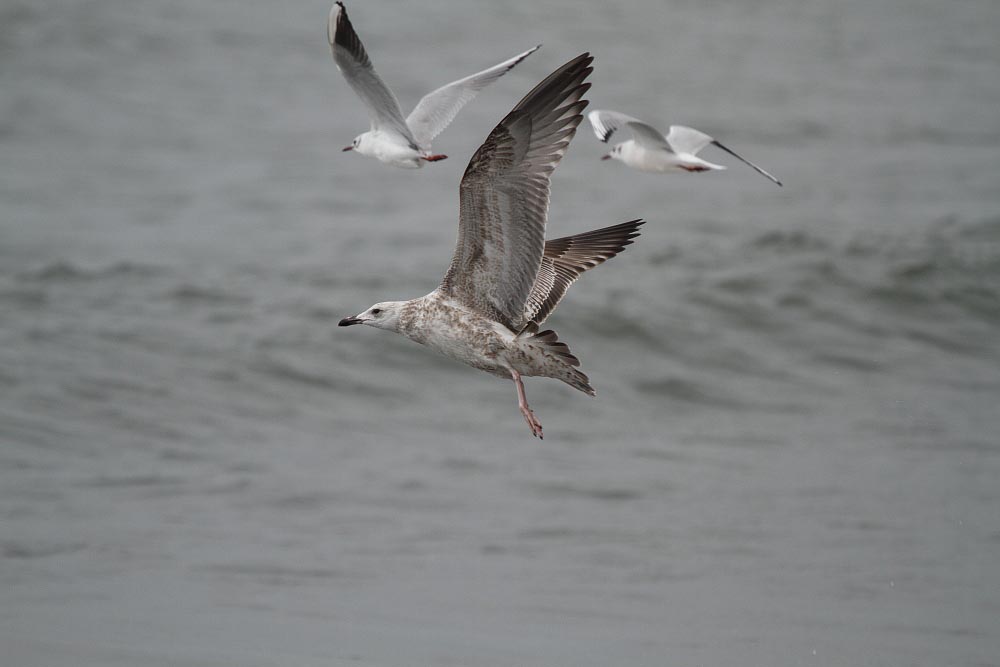Taimyrensis_1c_Chiba_Japan_20120322_072.JPG