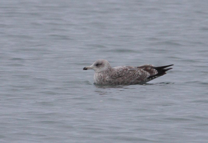 HybridVikingGull2c_Hofn_25-03-2010_013.JPG