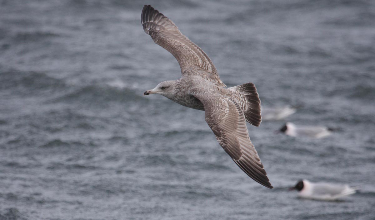 HybridVikingGull2c_Hofn_26-03-2010_070.JPG