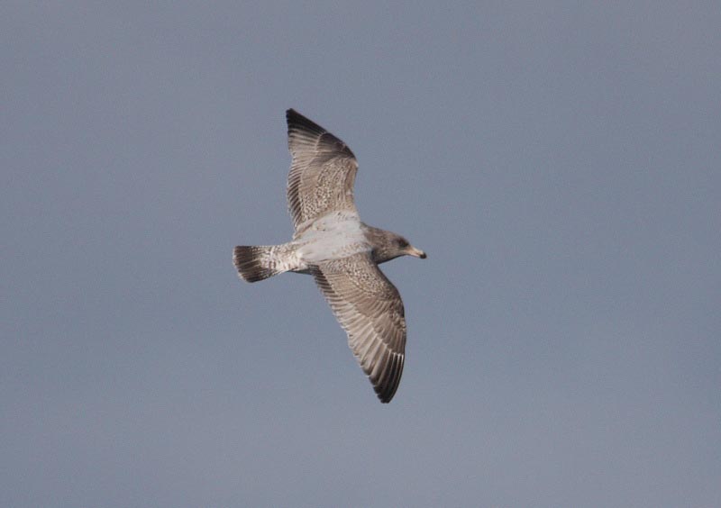 HybridVikingGull2c_Sandgerdi_31-03-2010_007.JPG