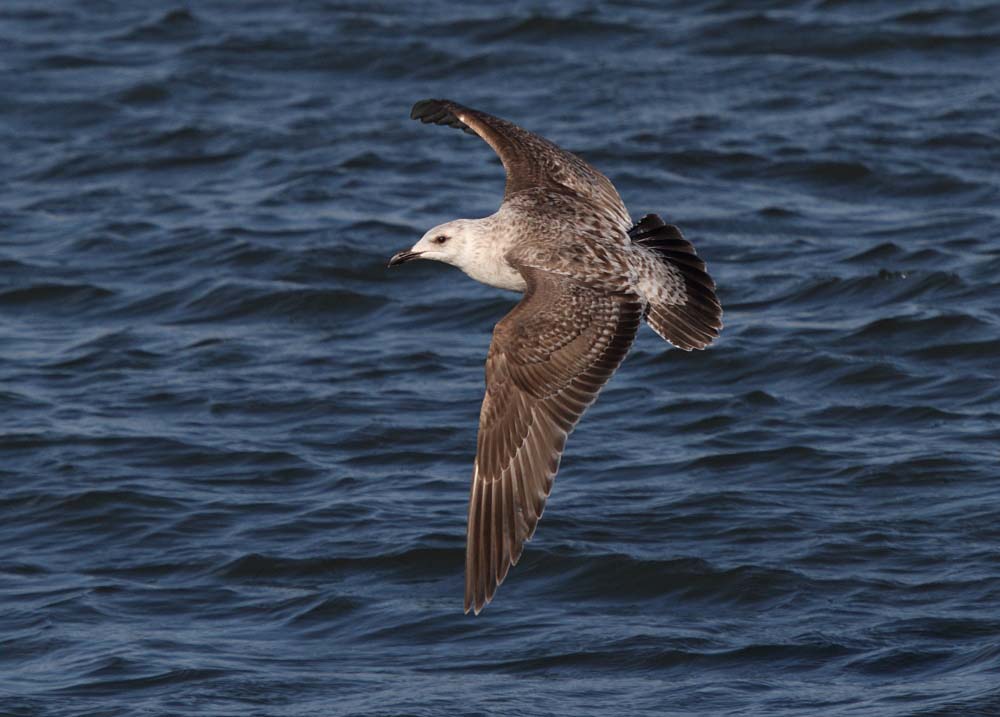 SlatybackedGull_1c_Choshi_Japan_20120312_396.JPG