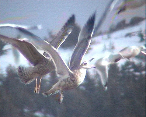 o9/01/893201/1/162321585.08ZBT4Zc.HerringGull1yNewfoundlandJan03d.jpg