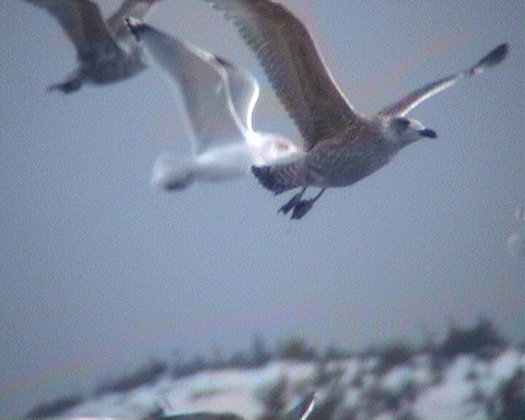 o9/01/893201/1/162321587.CRraUUsv.HerringGull1yNewfoundlandJan03e.jpg