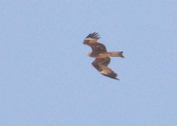 EasternBlackKite_Egypt_20160502_004.JPG