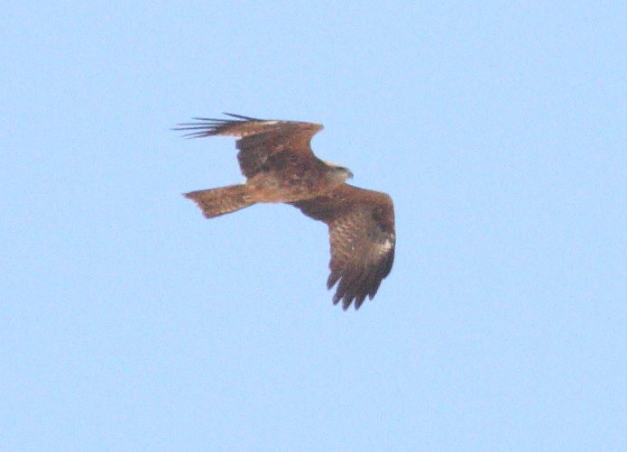 Eastern Black Kites types