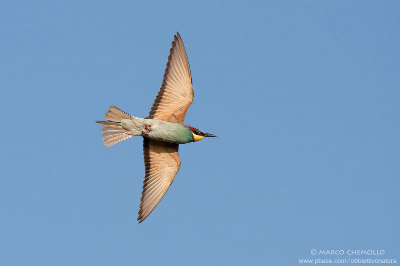 Bee-eater - Gruccione (Merops apiaster)