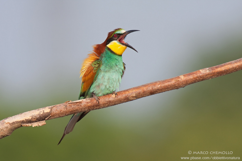 Bee-eater - Gruccione (Merops apiaster)