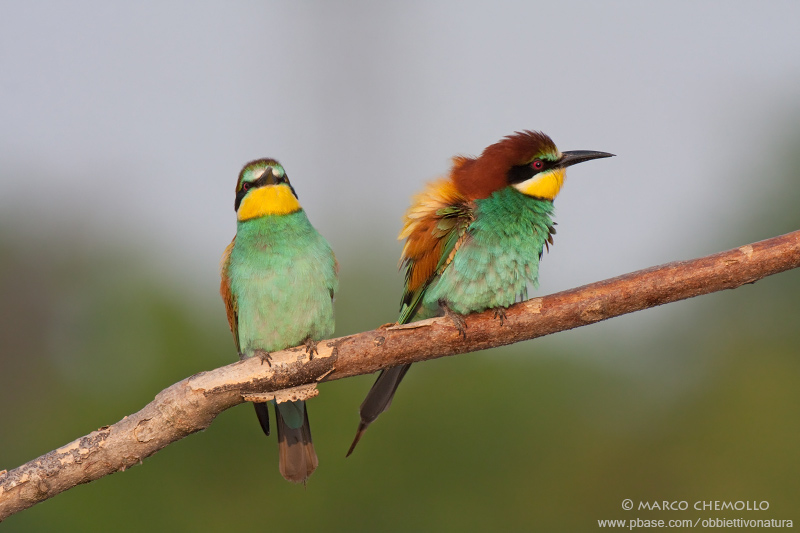 Bee-eater - Gruccione (Merops apiaster)