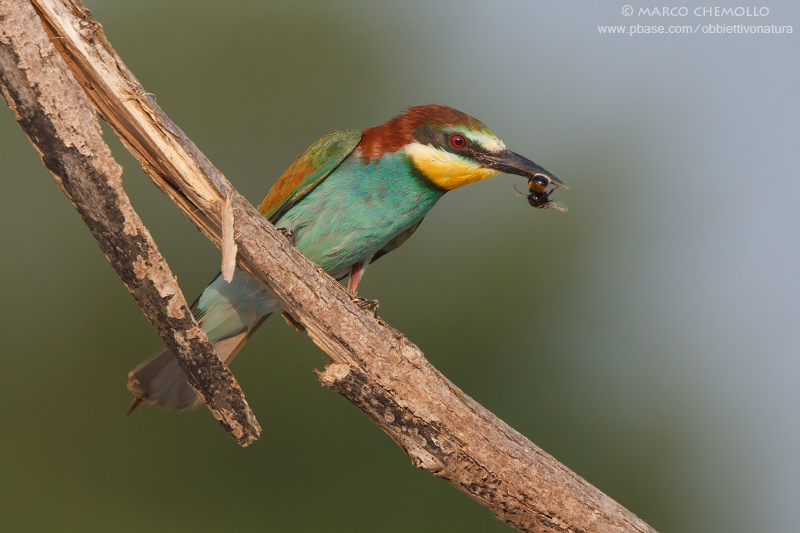 Bee-eater - Gruccione (Merops apiaster)