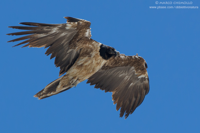 Bearded Vulture - Gipeto (Gypaetus barbatus)