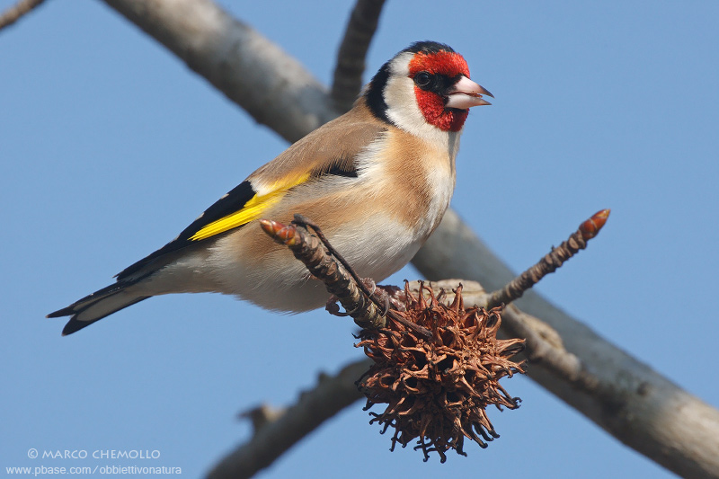 Goldfinch - Cardellino (Carduelis carduelis)