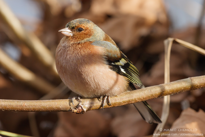 Fringuello - Chaffinch (Fringilla coelebs)