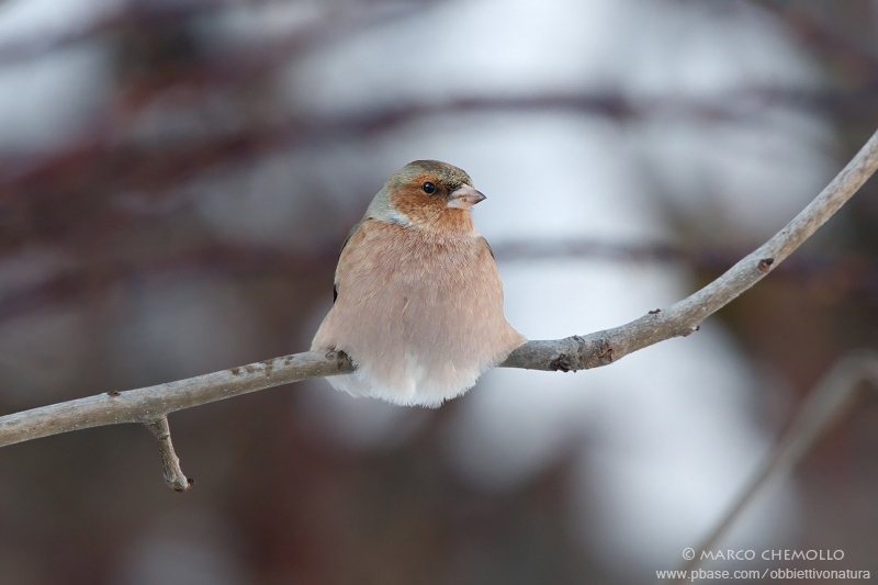 Fringuello - Chaffinch (Fringilla coelebs)
