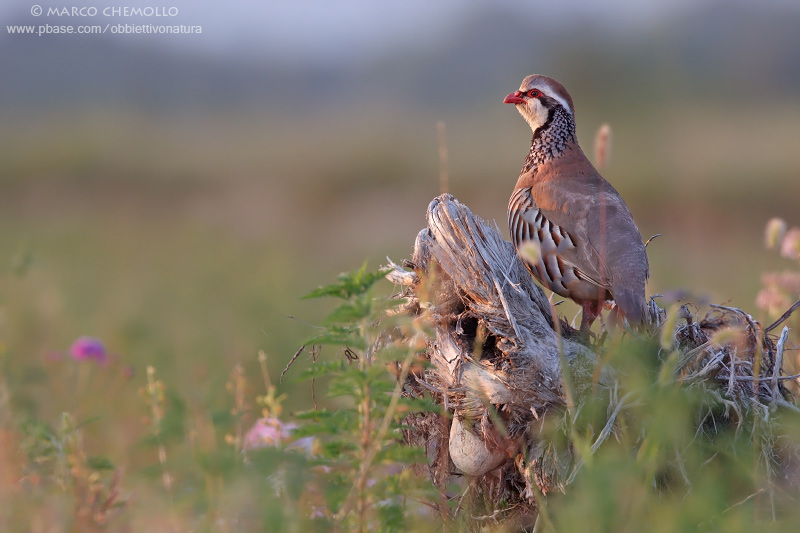 Red-legged Partridge - Pernice rossa (Alectoris rufa)