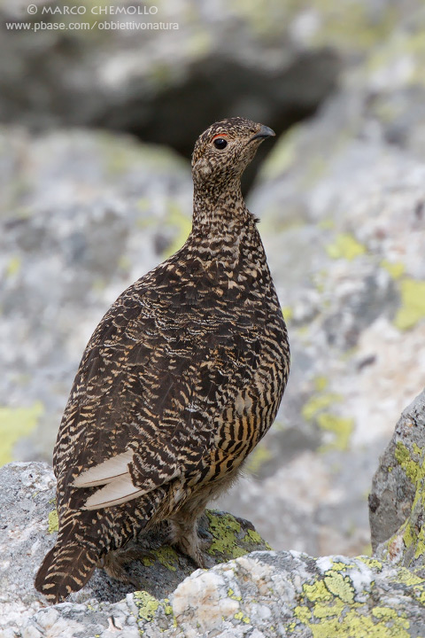 Alpine ptarmigan - Pernice bianca alpina (Lagopus muta helvetica)