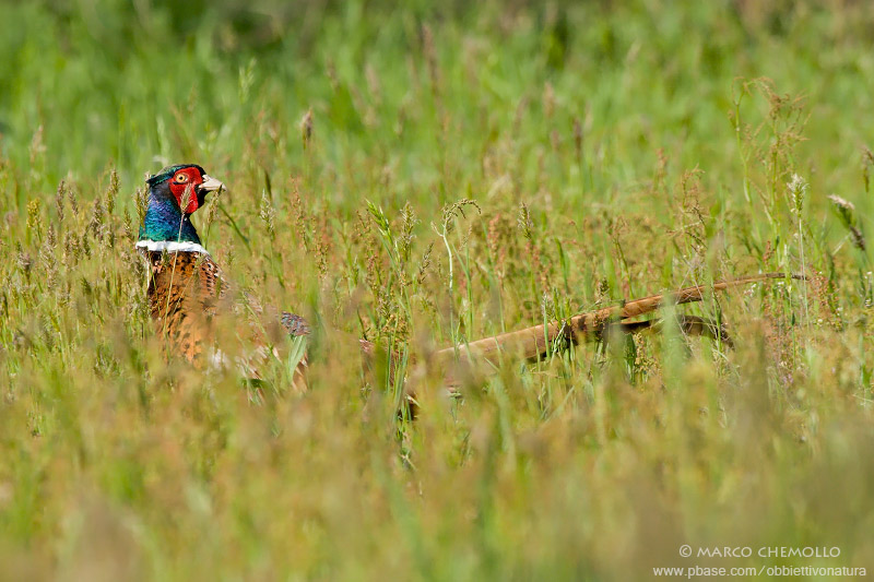 Common Pheasant - Fagiano comune (Phasianus colchicus)