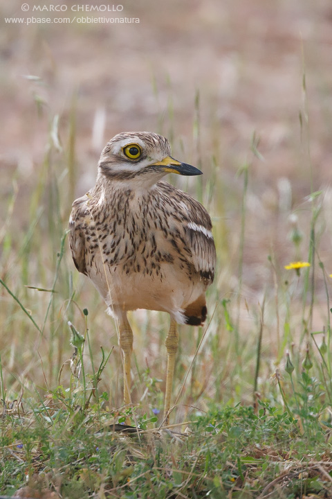 Stone-Curlew - Occhione (Burhinus oedicnemus)