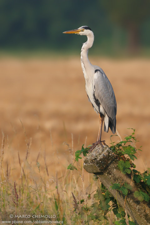 Grey Heron - Airone Cenerino (Ardea cinerea)