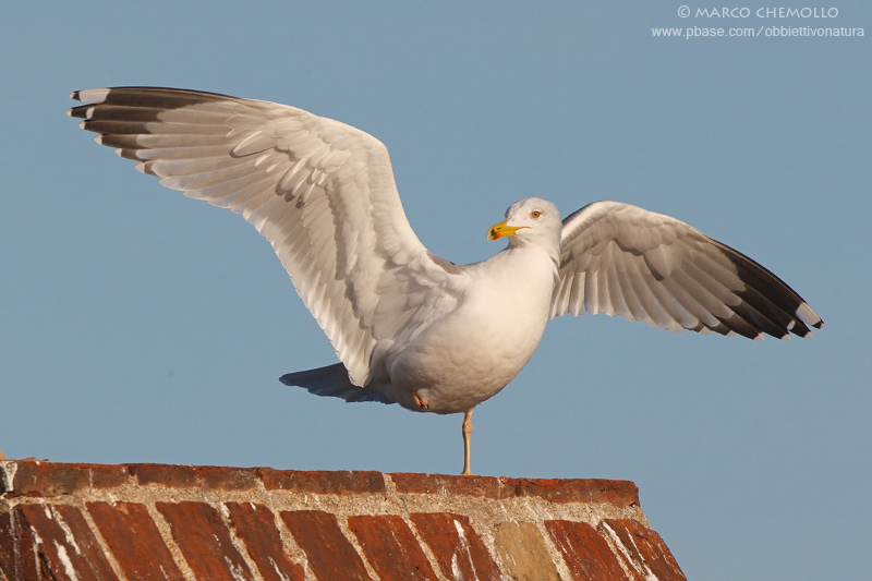 Yellow-legged Gull - Gabbiano reale (Larus michahellis)