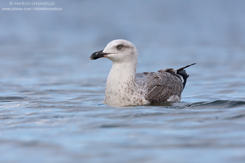 Yellow-legged Gull - Gabbiano reale (Larus michahellis)