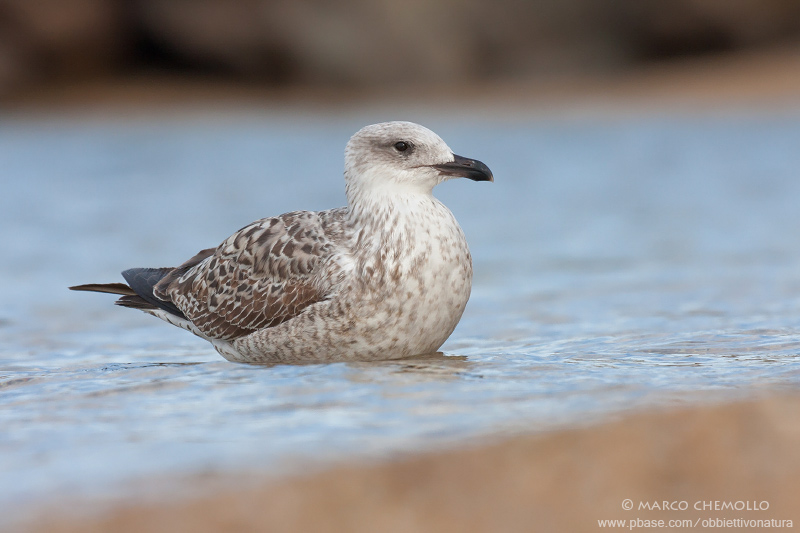 Yellow-legged Gull - Gabbiano reale (Larus michahellis)