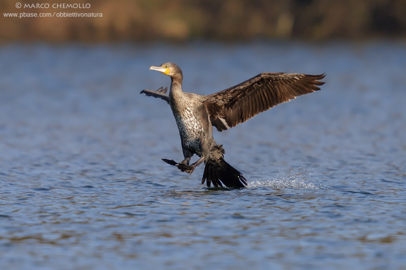 Great Cormorant - Cormorano (Phalacrocorax carbo sinensis)