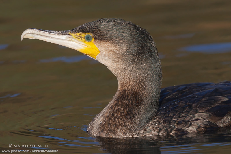 Great Cormorant - Cormorano (Phalacrocorax carbo sinensis)