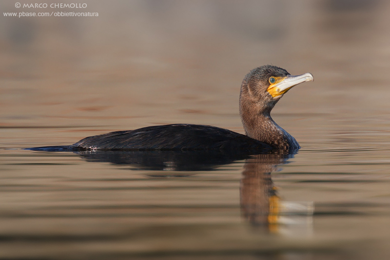 Great Cormorant - Cormorano (Phalacrocorax carbo sinensis)