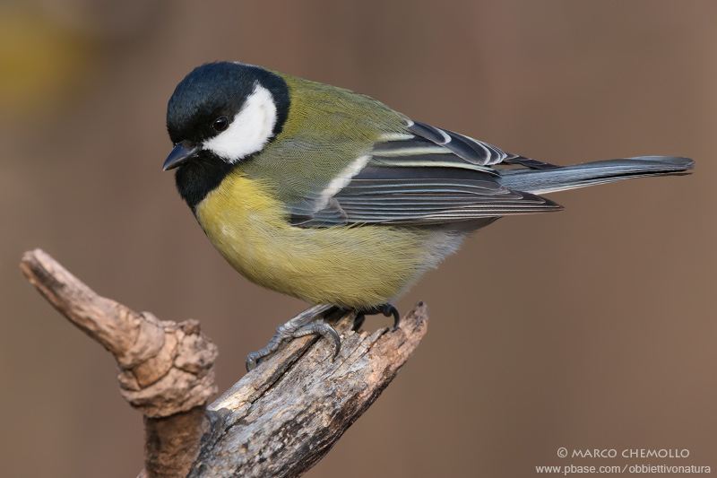 Great Tit - Cinciallegra (Parus major)