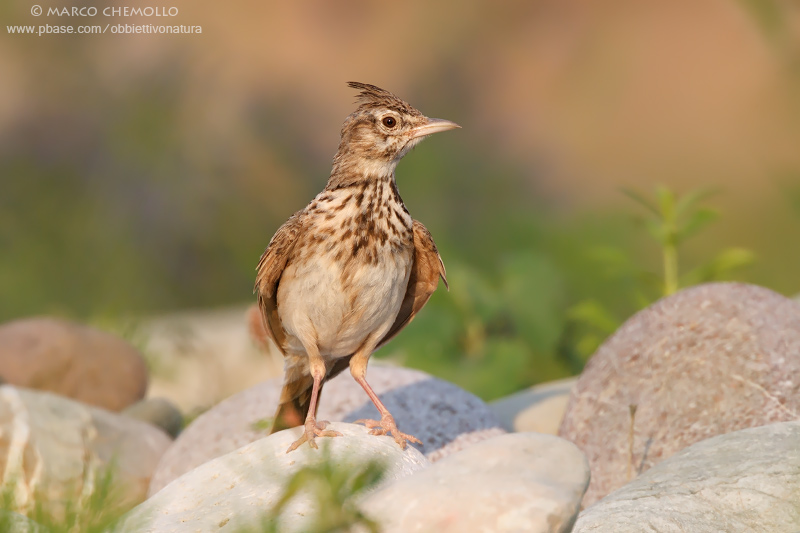 Crested Lark - Cappellaccia (Galerida cristata)