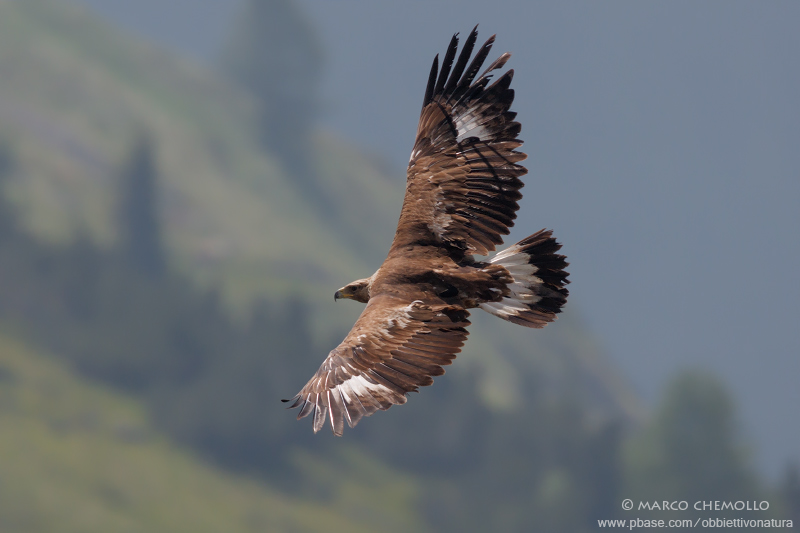 Golden eagle - Aquila reale (Aquila chrysaetos)