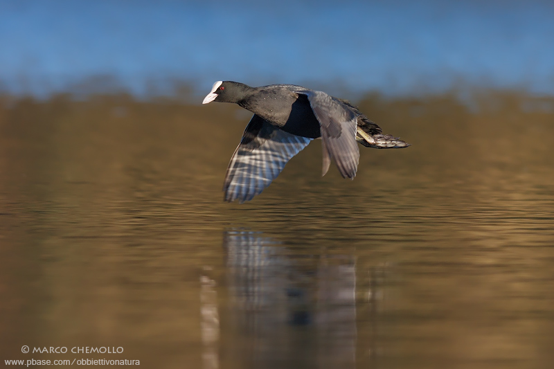 Coot - Folaga (Fulica atra)