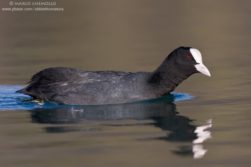 Coot - Folaga (Fulica atra)