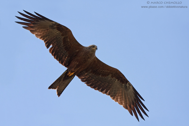 Black Kite - Nibbio bruno (Milvus migrans)
