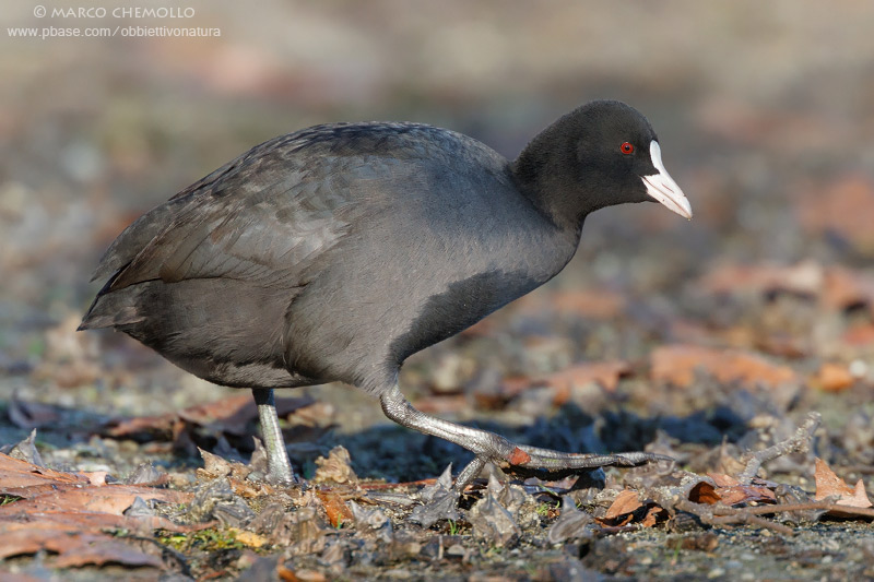 Coot - Folaga (Fulica atra)