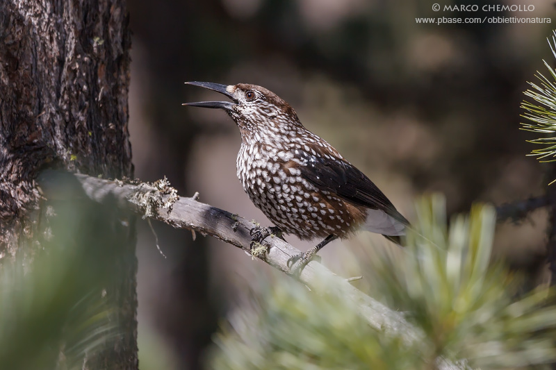 Nutcracker - Nocciolaia (Nucifraga caryocatactes)