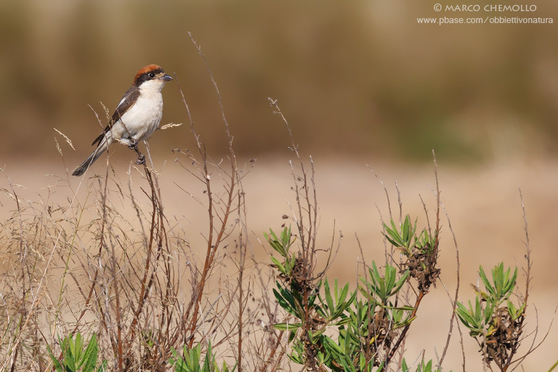 Woodchat Shrike - Averla Capirossa (Lanius senator badius)