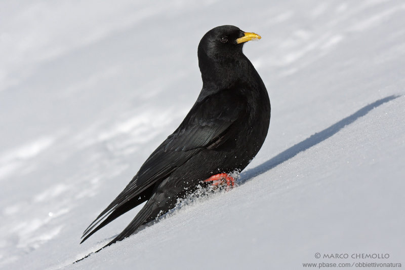 Alpine Chough - Gracchio Alpino (Pyrrhocorax graculus)