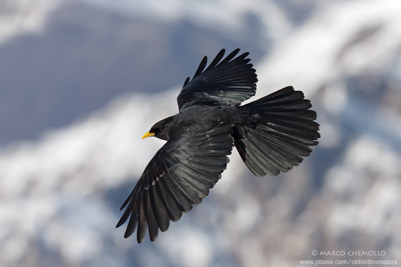 Alpine Chough - Gracchio Alpino (Pyrrhocorax graculus)