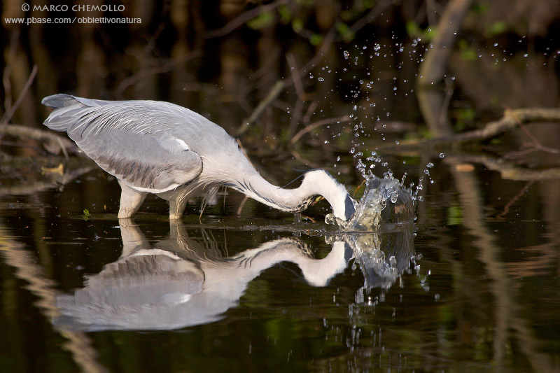 Grey Heron - Airone Cenerino (Ardea cinerea)