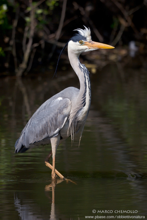 Grey Heron - Airone Cenerino (Ardea cinerea)